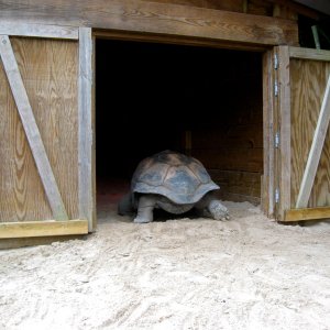 Aldabra Breeders