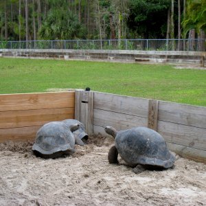 Aldabra Breeders