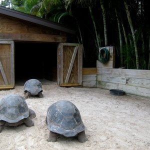 Aldabra Breeders