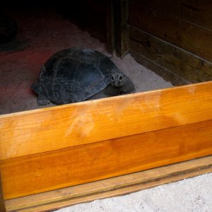 Aldabra Breeders