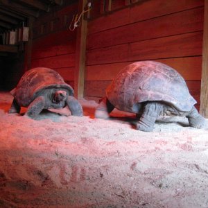 Aldabra Breeders