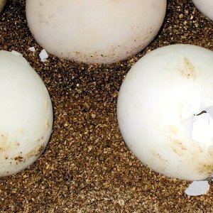 Aldabra Breeders
