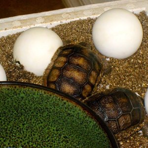 Aldabra Breeders