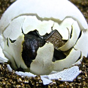 Aldabra Breeders