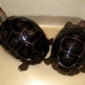Aldabra Breeders