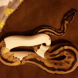 Pied