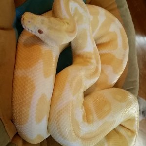 Albino