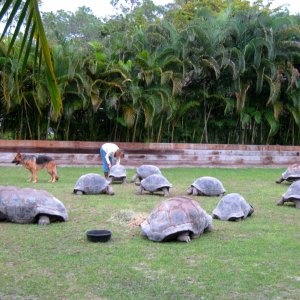 Aldabra Breeders