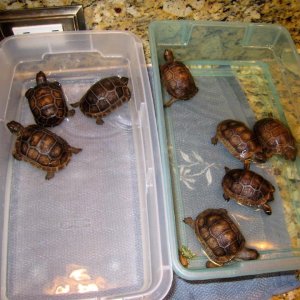 Aldabra Breeders