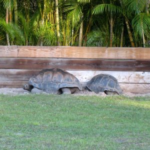 Aldabra Breeders