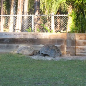 Aldabra Breeders