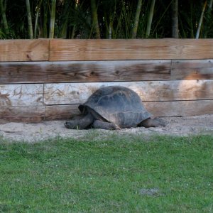 Aldabra Breeders