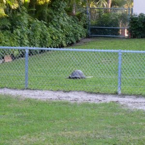 Aldabra Breeders