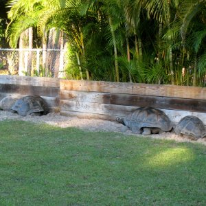Aldabra Breeders