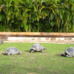Aldabra Breeders