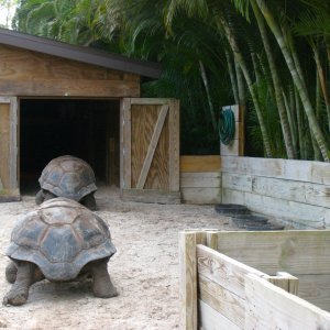Aldabra Breeders