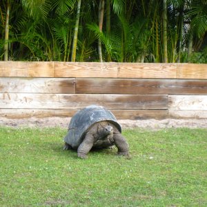 Aldabra Breeders