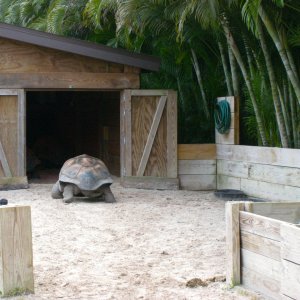 Aldabra Breeders