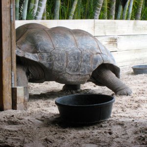 Aldabra Breeders