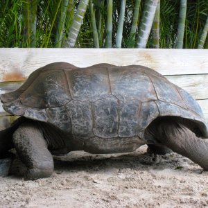 Aldabra Breeders