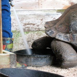 Aldabra Breeders