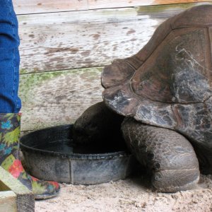 Aldabra Breeders