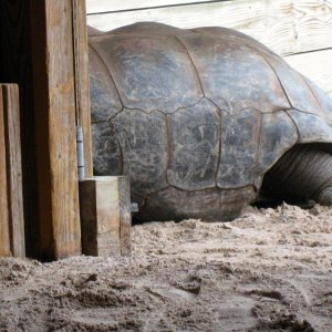 Aldabra Breeders
