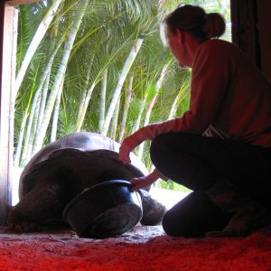 Aldabra Breeders