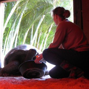 Aldabra Breeders