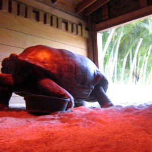 Aldabra Breeders