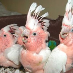 fresh laid and fertile species of parrot eggs for sale
