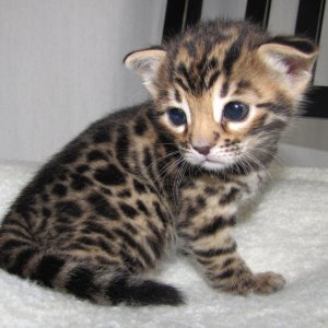 Purebred Bengal Leopard Kittens--Registered