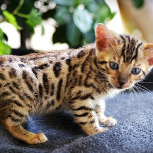 Purebred Bengal Leopard Kittens--Registered