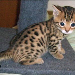 Purebred Bengal Leopard Kittens--Registered