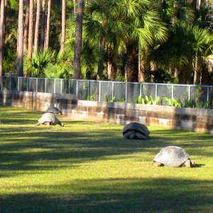 Aldabra Breeders