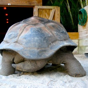 Aldabra Breeders