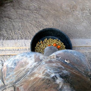 Aldabra Breeders