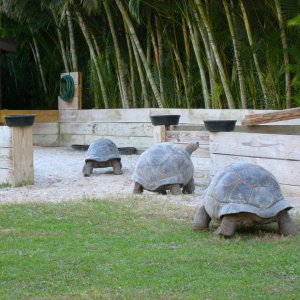 Aldabra Breeders