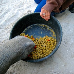 Aldabra Breeders