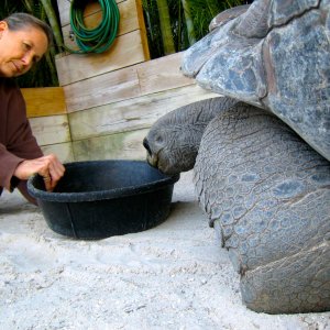 Aldabra Breeders