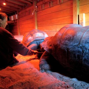 Aldabra Breeders