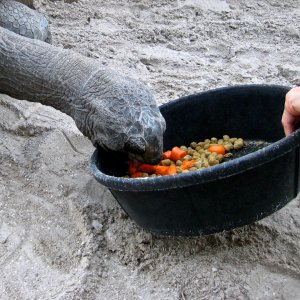 Aldabra Breeders