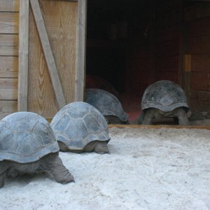 Aldabra Breeders