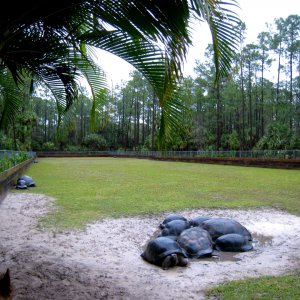 Aldabra Breeders