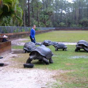 Aldabra Breeders