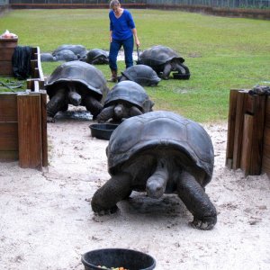 Aldabra Breeders
