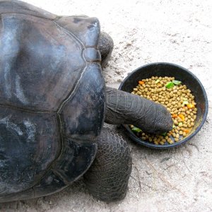 Aldabra Breeders