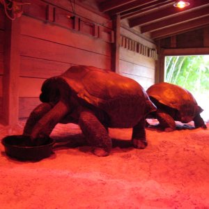 Aldabra Breeders