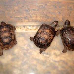 Aldabra Breeders