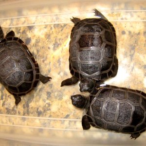 Aldabra Breeders